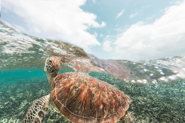 cairns sustainable