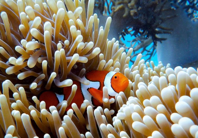 Great Barrier Reef business events