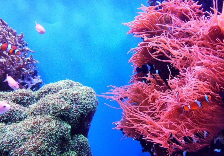 The International Coral Reef Society's conference will head to New Zealand.
