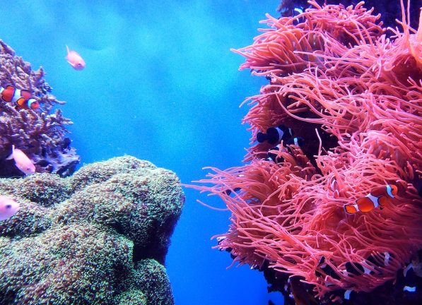 The International Coral Reef Society's conference will head to New Zealand.
