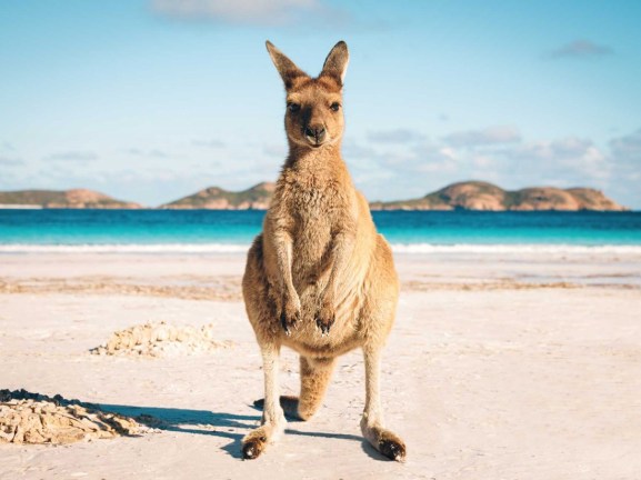 Kangaroo