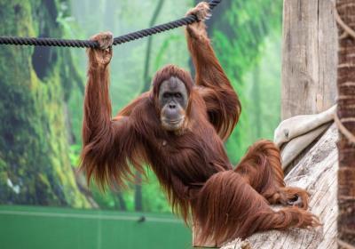 MSydney Zoo announces new owner and operator